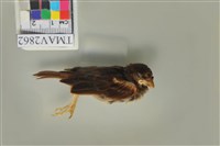 藏品(麻雀)的圖片